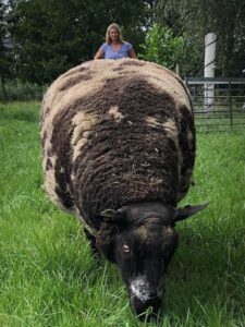 Nederlands Bont Schaap (en Ria!)