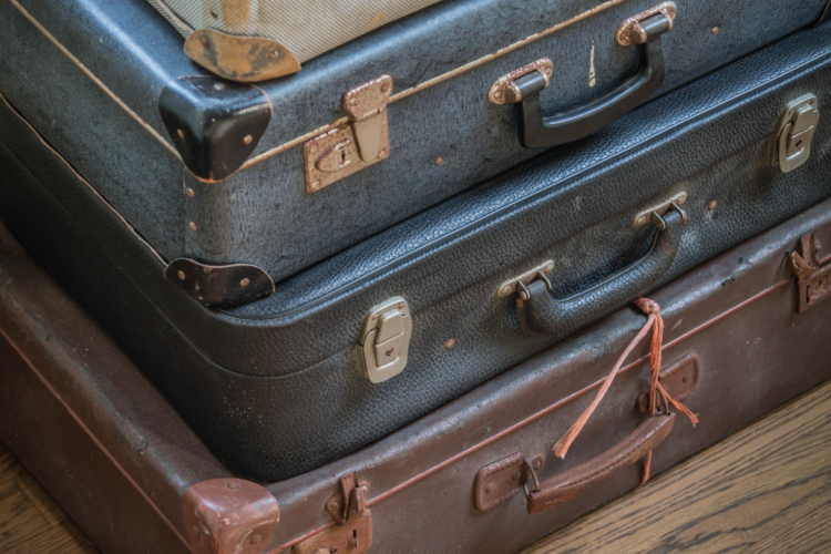 Paarden en schapen in de ochtend op het Landgoed